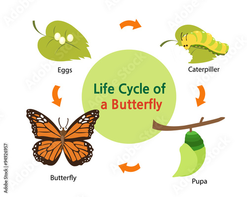 Canvas Print This picture shows the life cycle of a butterfly from an egg to a beautiful butterfly