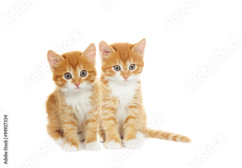 two kittens © Happy monkey