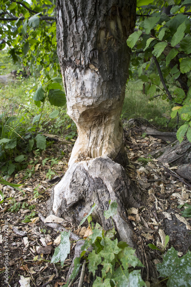 European aspen tree gnawed by beavers. European aspen tree gnawed by beavers.