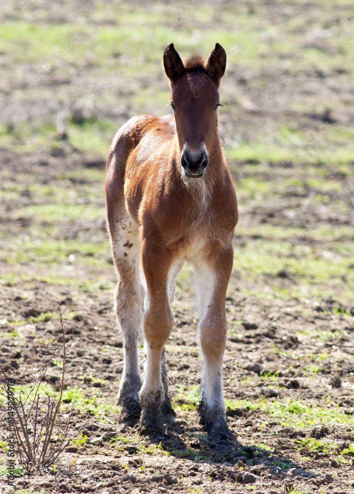 Fototapeta premium Young Horse