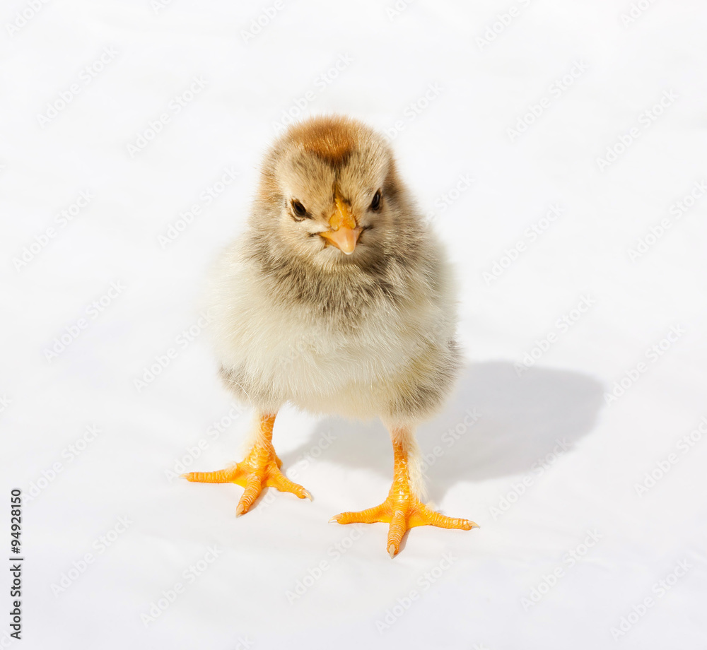 Fototapeta premium Little fluffy chicken