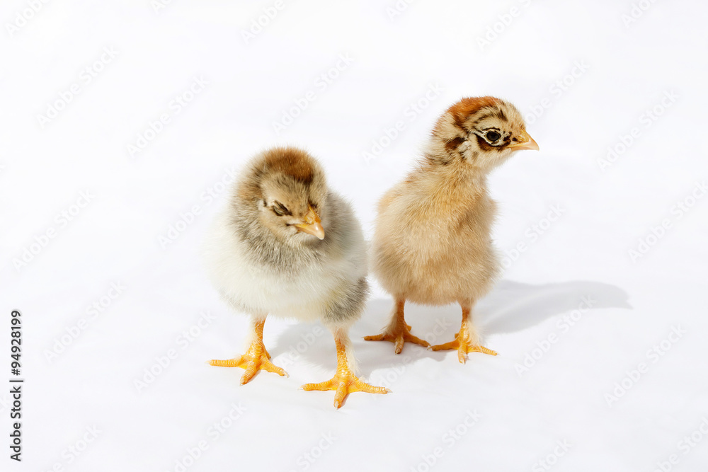 Little fluffy chickens Little fluffy chickens