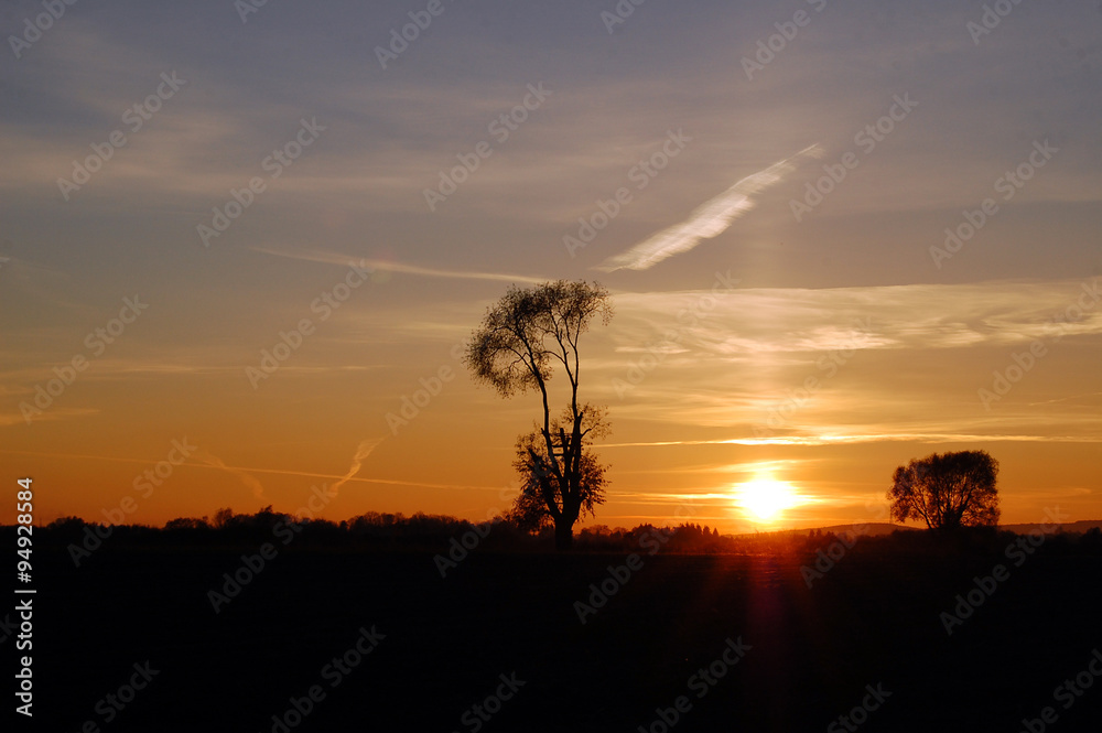Obraz premium Drzewa, zachód słońca