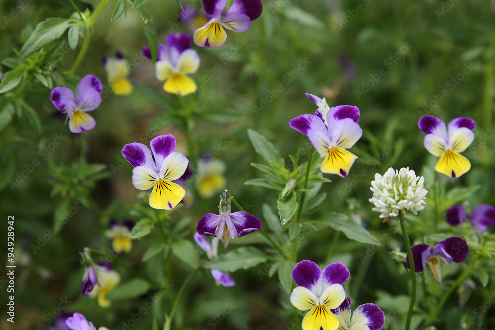 Organic pansy viola flowers in garden, selective focus