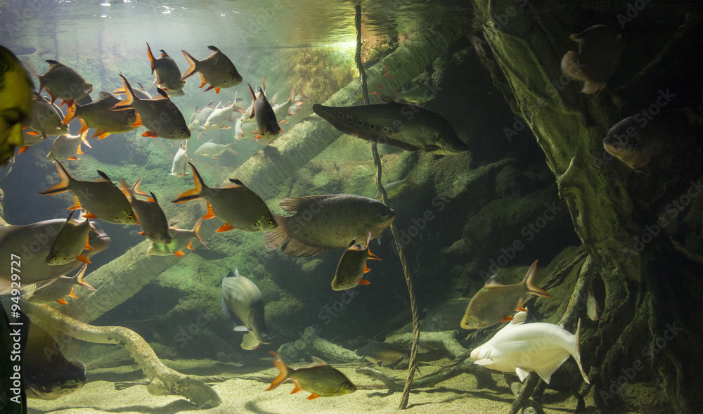 Naklejka premium Aquarium fish