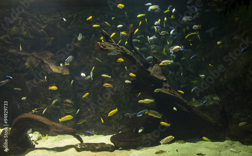 Underwater scene of bright colored tropical fish