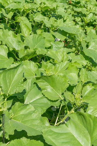 sapling of sunflowers