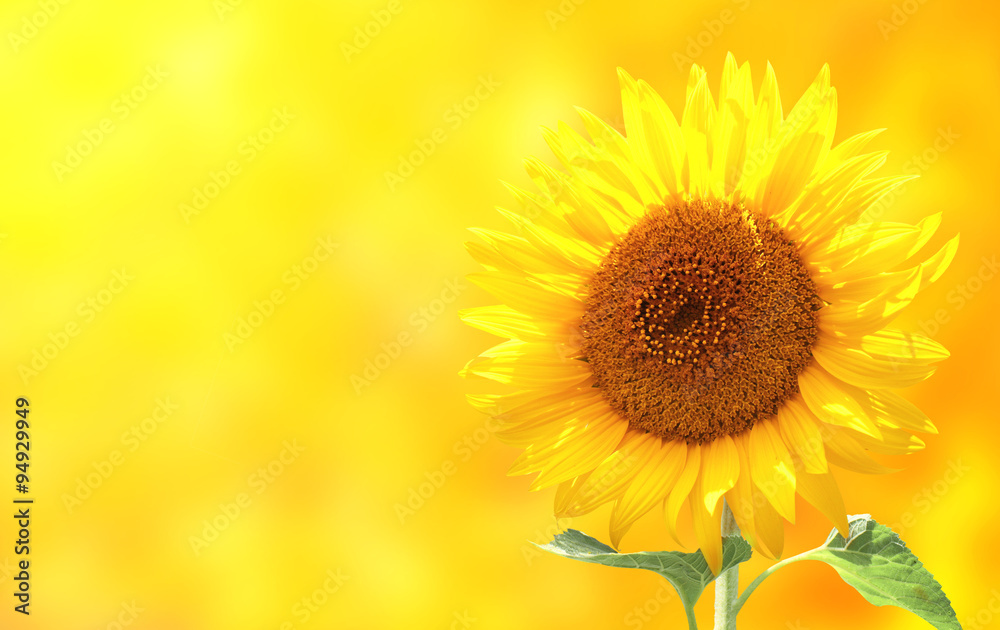 Obraz premium Bright sunflower on yellow background