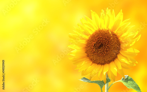 Fototapeta Naklejka Na Ścianę i Meble -  Bright sunflower on yellow background