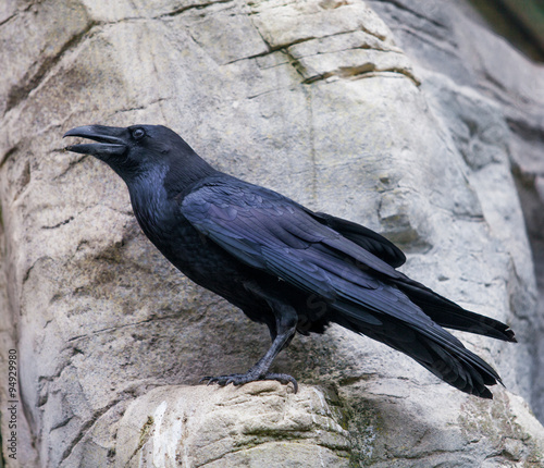 black raven. crow photo