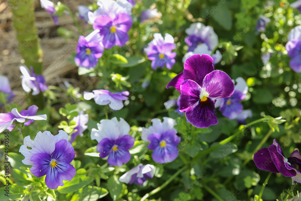 Organic pansy viola flowers in garden, selective focus Organic pansy viola flowers in garden, selective focus