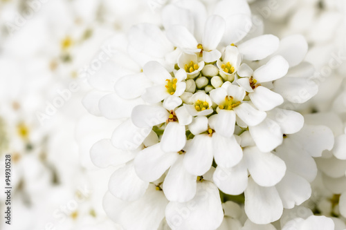 White blossom