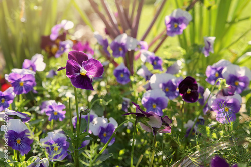 Organic pansy viola flowers in garden  vintage filter