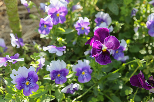 Organic pansy viola flowers in garden  selective focus