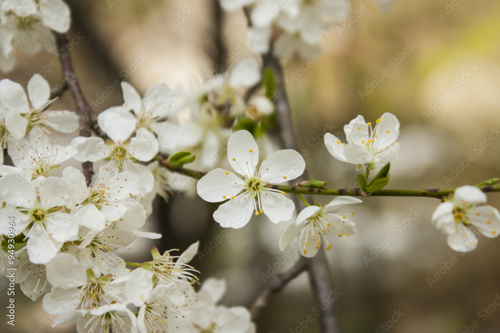 Obraz premium Morello blossoms