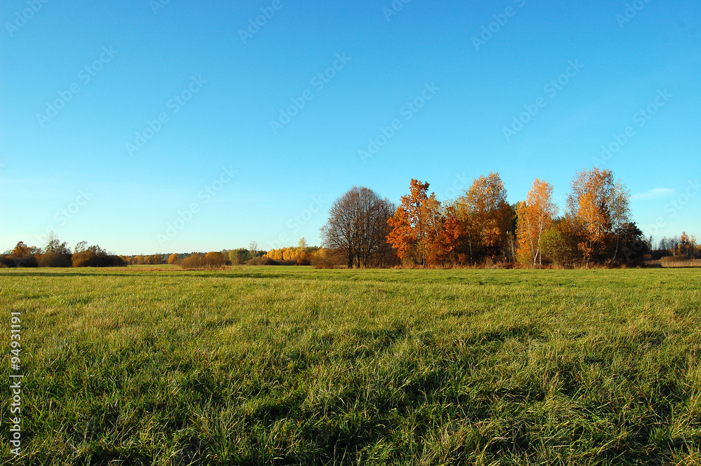 Fototapeta premium Mały lasek, jesień