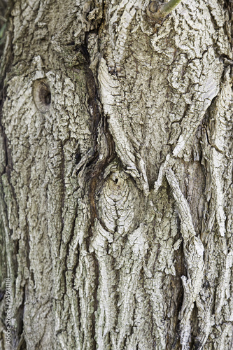 Fototapeta Naklejka Na Ścianę i Meble -  Old tree bark