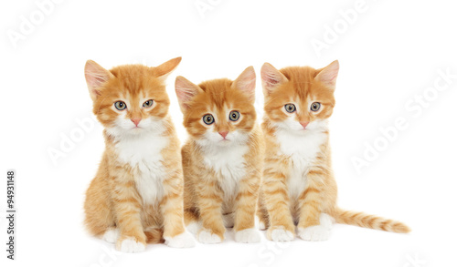 kitten looking