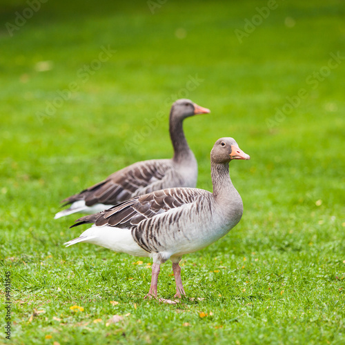 Goose. Wild goose