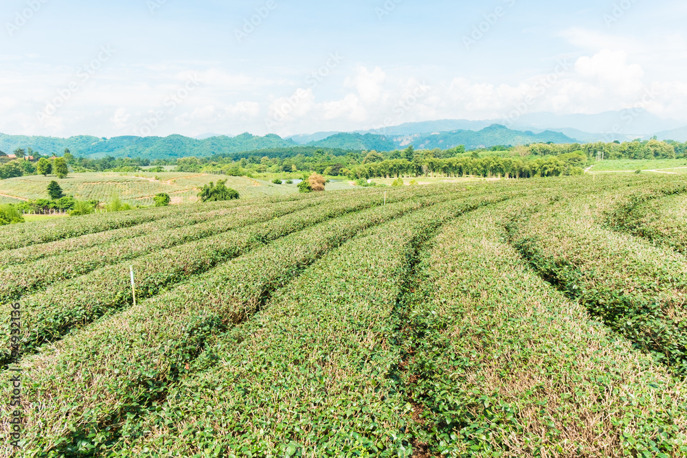 Choui Fong Tea farm, Chiang Rai Thailand