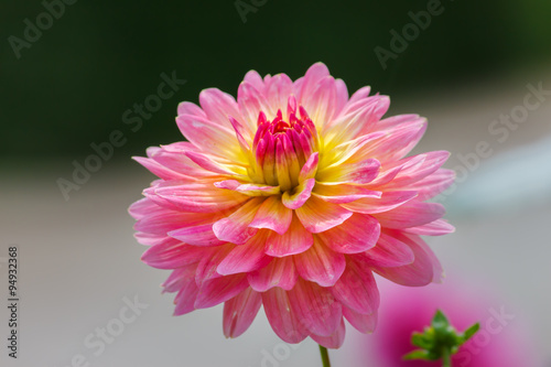 Pink dahlia flower is blooming in the botanical garden.