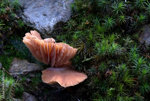 Champignons photo