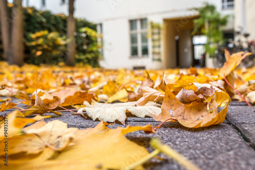 Autumn leaves in the street