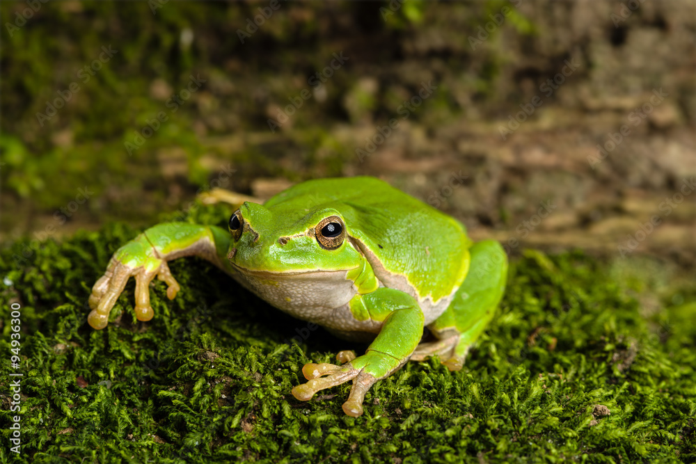 European green tree frog lurking for prey in natural environment European green tree frog lurking for prey in natural environment