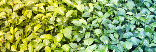 Wallpaper Mural Tea leaves horizontal banner Torontodigital.ca