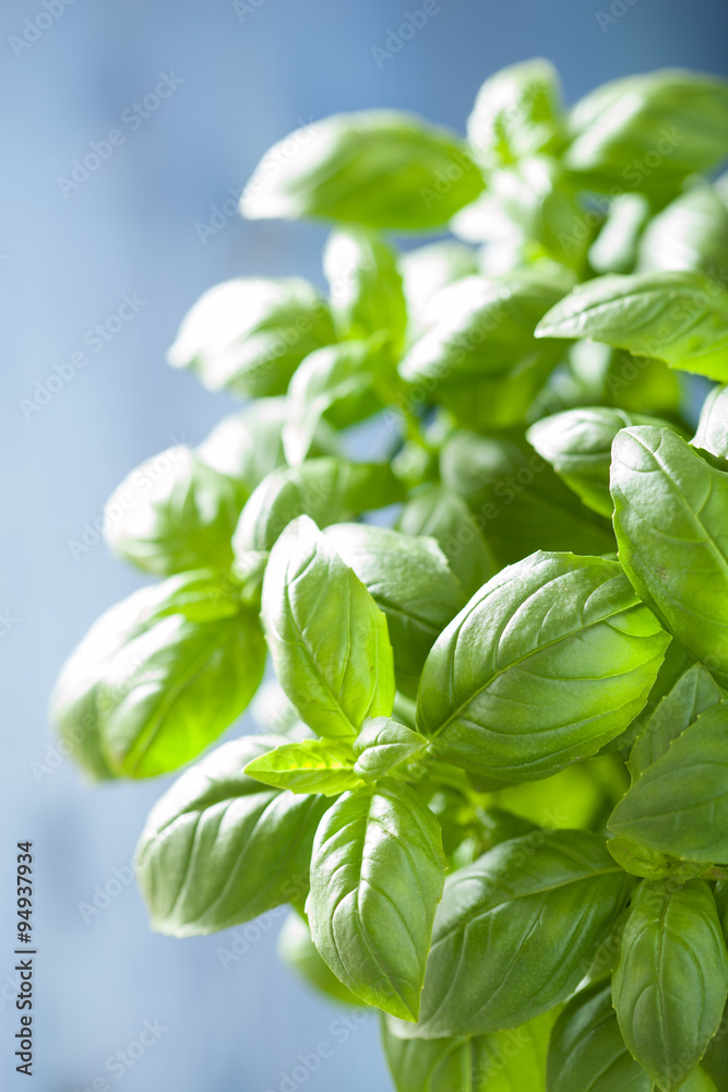fresh basil leaves herb background fresh basil leaves herb background