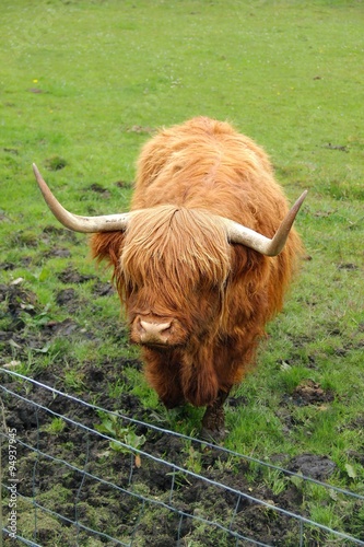 Highland Cattle