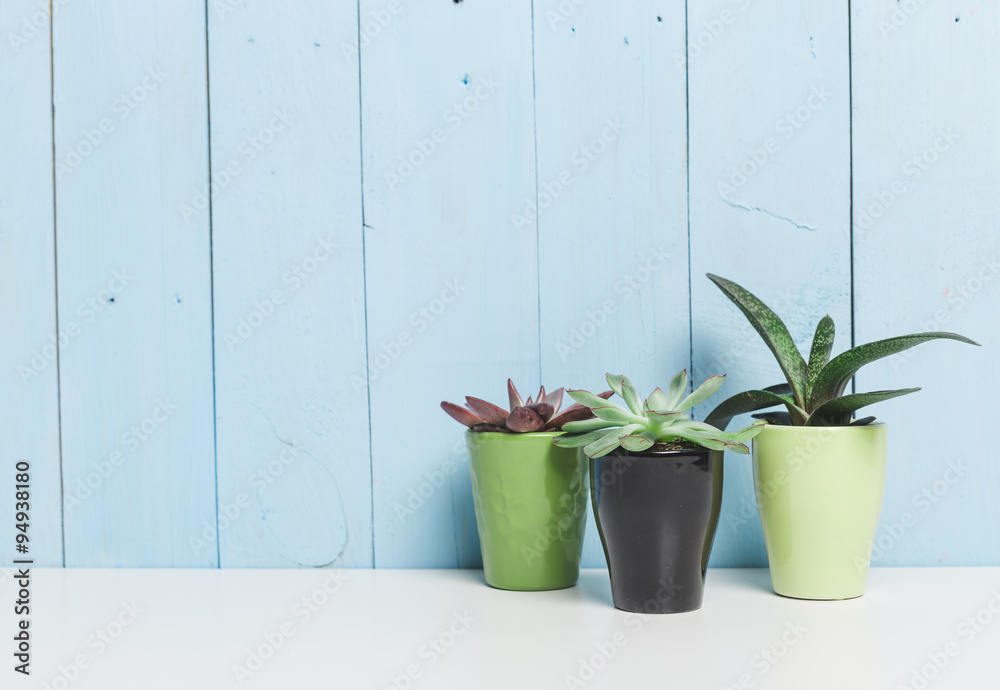 House plants, succulents House plants, succulents