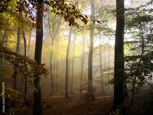Fototapeta Naklejka Na Ścianę i Meble -  Herbstwald im Nebel