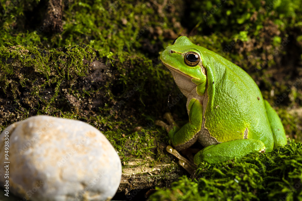 Obraz premium European green tree frog lurking for prey in natural environment