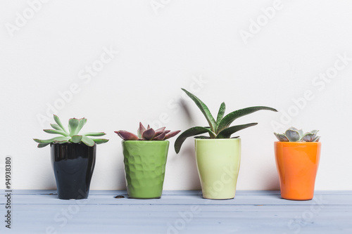 House plants, succulents