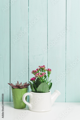House plants, succulents © fotofabrika