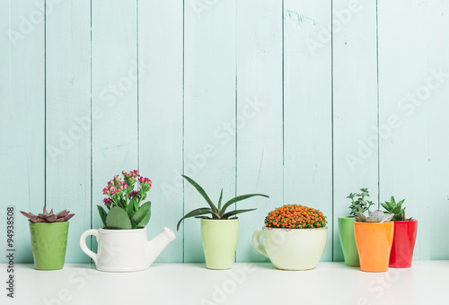 House plants, succulents © fotofabrika