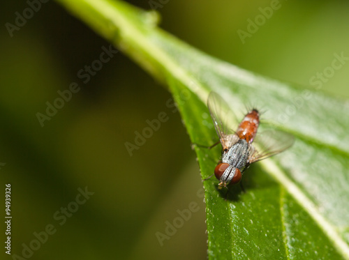 Fly insect close up in the nature