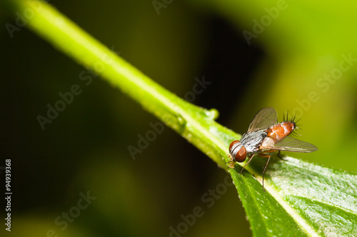 Fly insect close up in the nature © lirtlon