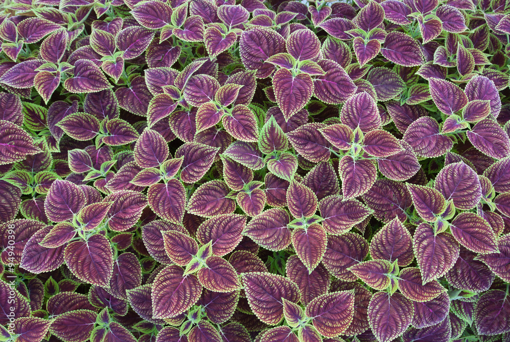 Coleus leaf background Coleus leaf background