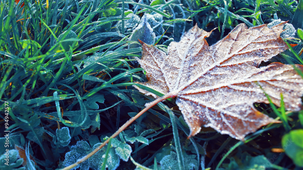 frozen leaves