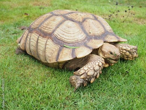 African Spurred Tortoise (Geochelone sulcata)