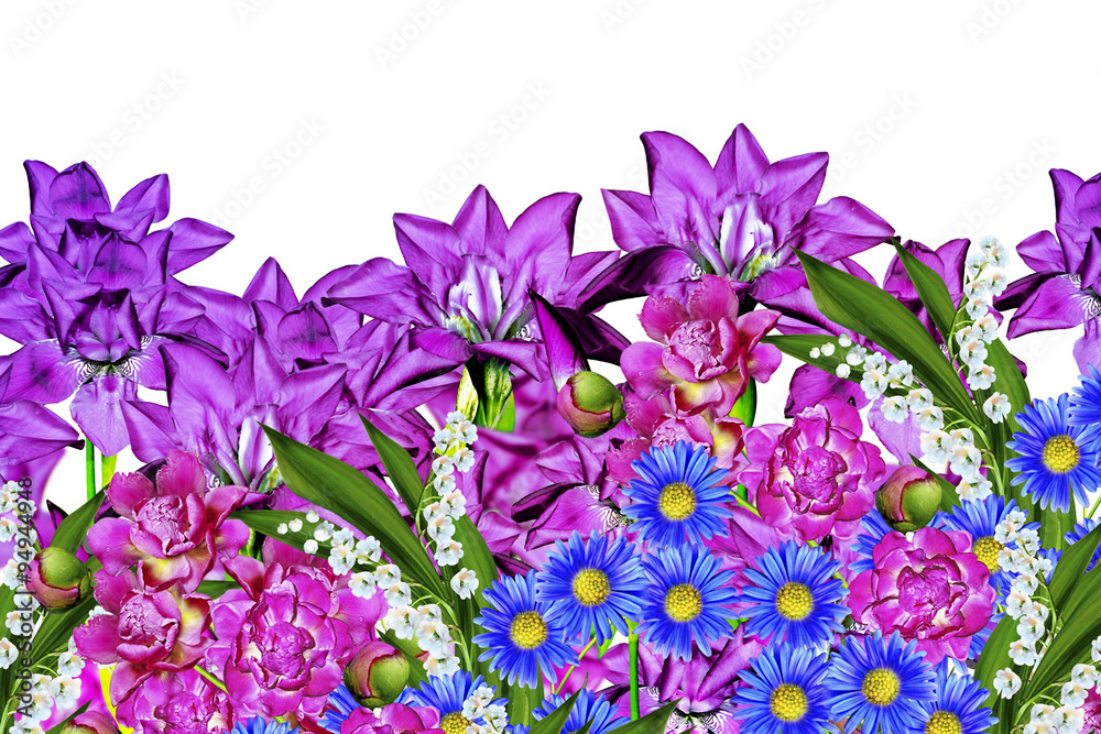 iris blue flowers on a white background