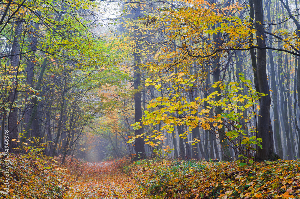Misty morning in autumn forest