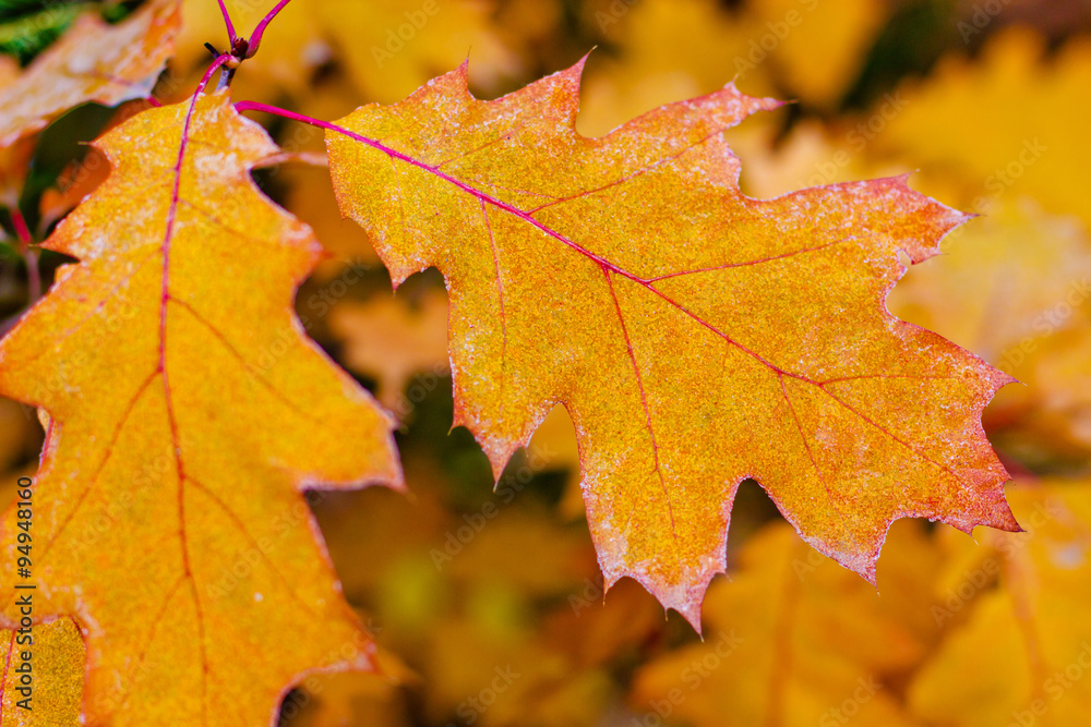 autumn leaves and frost autumn leaves and frost