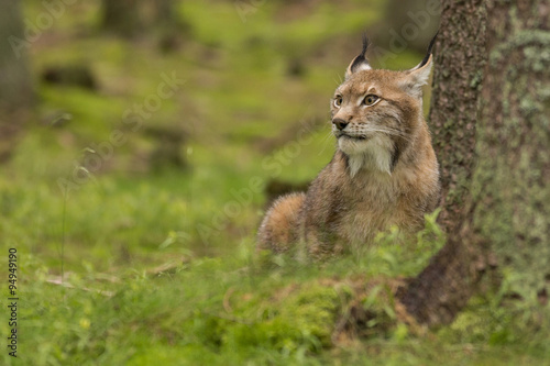 Lynx/lynx © photocech