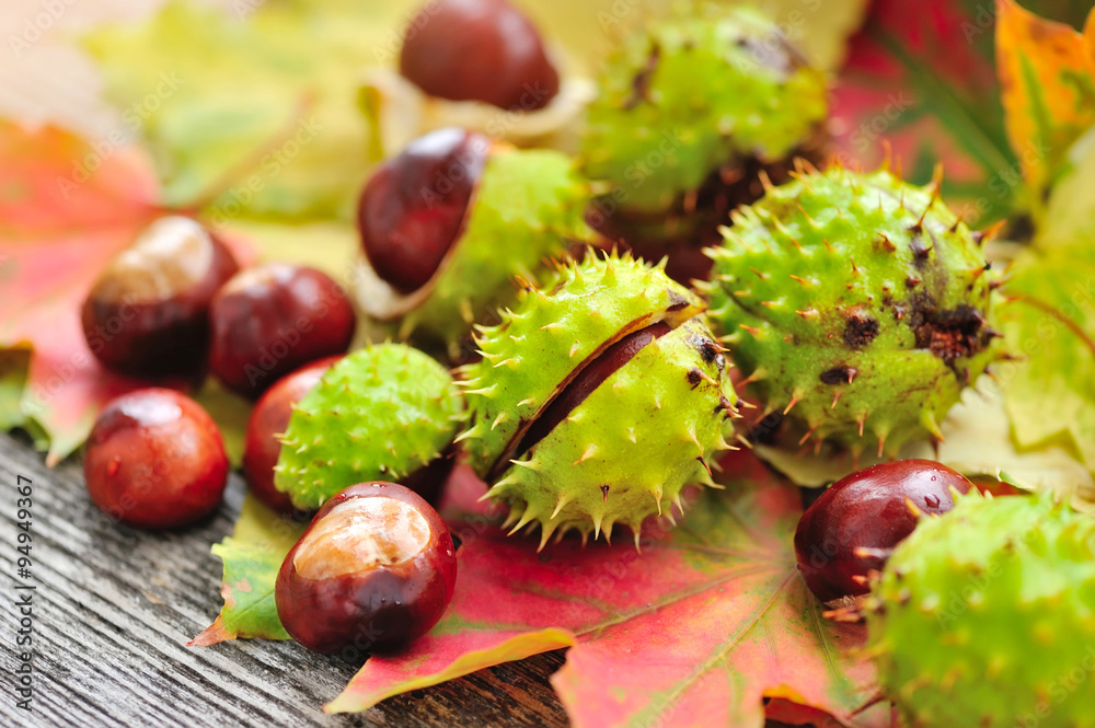 Fresh chestnuts with maple leaves on wooden background Fresh chestnuts with maple leaves on wooden background