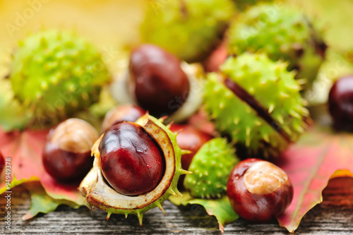 Fresh chestnuts on background autumn leaves