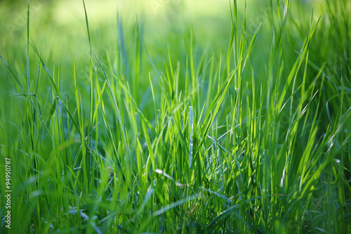 fresh spring grass in sunlight