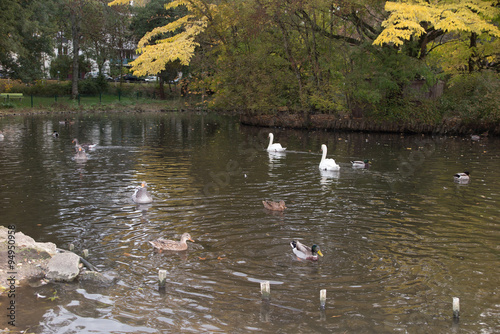 Flock of white and brown geese in green
